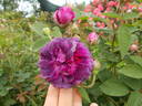 L'Evêque rose photo