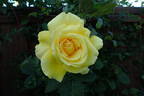 Roberta Bondar rose photo
