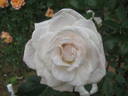 Candida rose photo