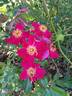Fires of Alamo rose photo