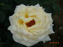 Alabaster rose photo