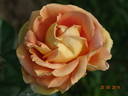 Arlequin ® rose photo