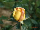 Arlequin ® rose photo