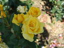 Banzai rose photo