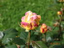 Bella'roma rose photo