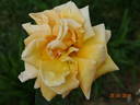 Bronze Masterpiece rose photo