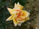 Bronze Masterpiece rose photo