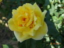 Duftgold ® rose photo