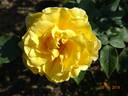 Duftgold ® rose photo