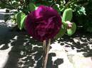 Orpheline de Juillet rose photo