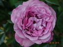First Great Western rose photo