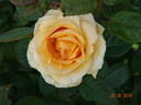 Golden Lady rose photo