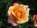 Lolita ® rose photo