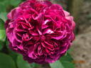 William Shakespeare ® rose photo