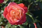 Queen of Hearts rose photo