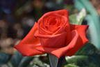 Lambada ® rose photo