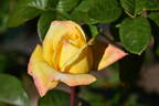 Canary ® rose photo
