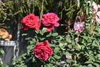 Victor Hugo rose photo