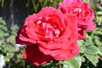 Victor Hugo rose photo