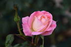 Cherry-Vanilla rose photo