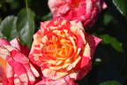 Love In rose photo