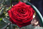 The Mandalay Rose rose photo