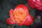 Orana Gold rose photo