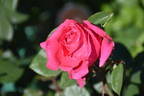 Unconventional Lady rose photo
