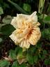 Madame Chauvry rose photo