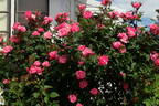 Pink Knock Out rose photo
