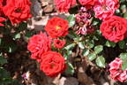 KORwalbe rose photo