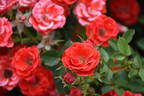 POUlharm rose photo