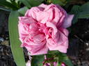 Gregg Lowery rose photo
