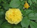 Yellow Button ® rose photo