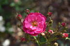 Purple Rain rose photo