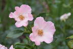 Sophisticate rose photo