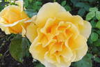 Dr. A.J. Verhage rose photo