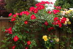 William Booth rose photo