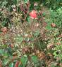 Pacific Triumph rose photo