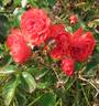 Pacific Triumph rose photo