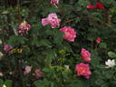 The Herbalist rose photo