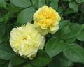 Yellow Button ® rose photo