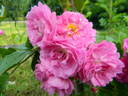 35-17-10 rose photo