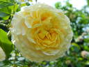 28-14-01 rose photo