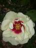 01-17-01 rose photo