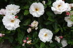 Pearl Drift rose photo