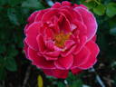80-16-02 rose photo