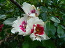 01-17-01 rose photo