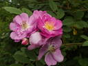 Red Robin rose photo