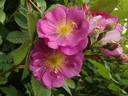 Red Robin rose photo